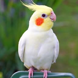 pear ly