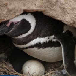 Regina The fiercest penguin